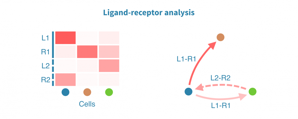 scrna_seq_ligand_receptor_analysis.png
