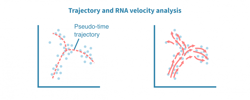 scrna_seq_trajectory_analysis.png